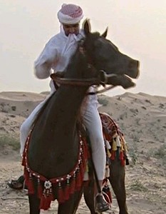Araber Pferd
