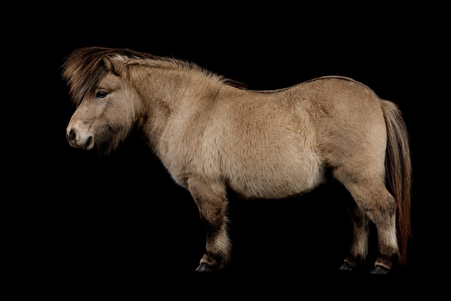 Sehr kleines stämmiges Pony im Profil vor schwarzem Hintergrund, falbfarbenes Fell, kurzer kräftiger Hals, unfrisiertes Naturhaar