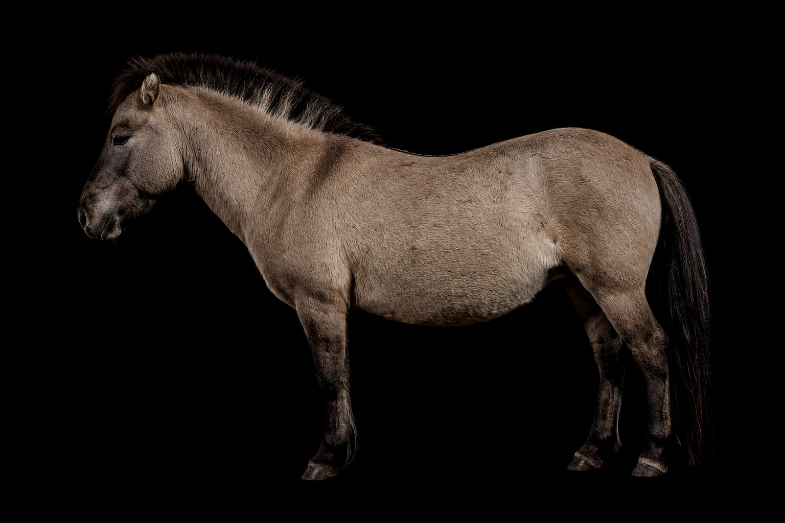 Kleines Robustpony im Profil vor schwarzem Hintergrund, mausgraues Fell, dunkle Beine, kurze aufrecht stehende Mähne