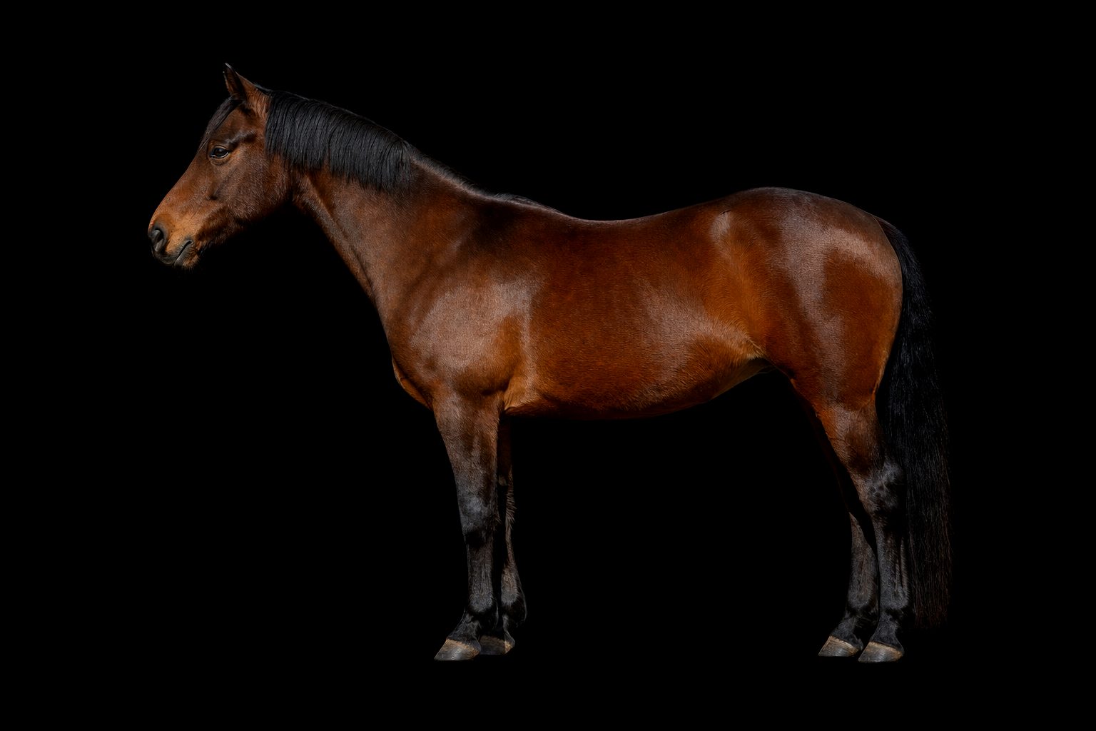 Braunes Pony im Profil vor schwarzem Hintergrund, ohne weiße Abzeichen, sachlicher Kopf, schräge Schulter, harte Beine