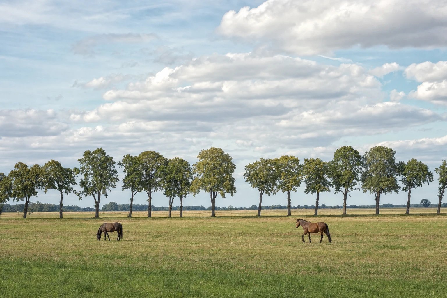 Zwei Pferde auf einer weiten, offenen Weide in der Altmark, eine einzelne Baumallee zieht sich quer durch das Bild, hoher Himmel über flachem Land (KI-generiertes Bild)